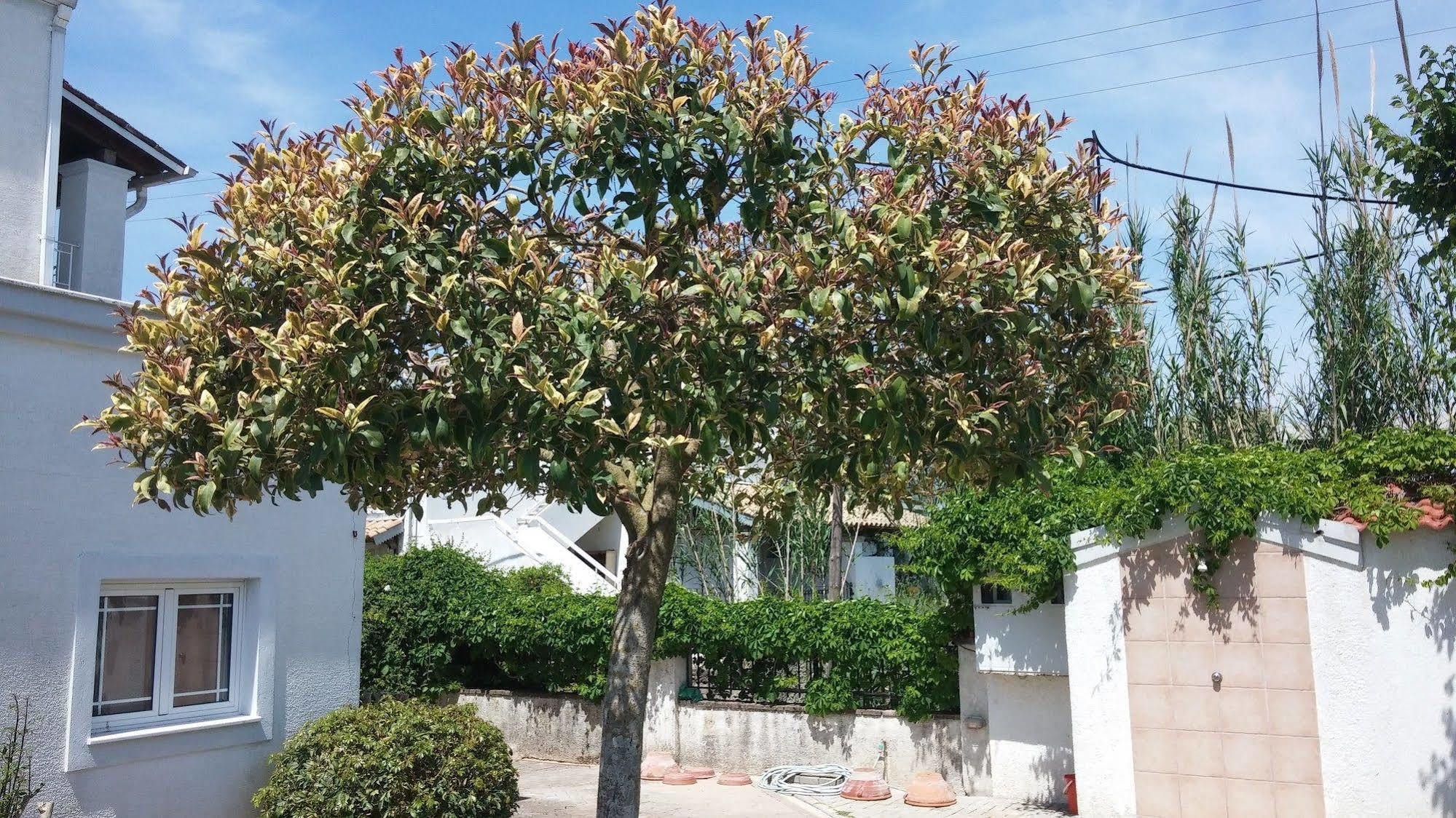 Corfu Anastasia 库托卡利恩 外观 照片